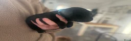Springador dogs for sale: 🐾 Springador Puppies for Sale 🐾 - Advert 10