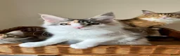 Maine Coon cats for sale: GCCF pedigree female Maine Coon kittens  - Advert 6