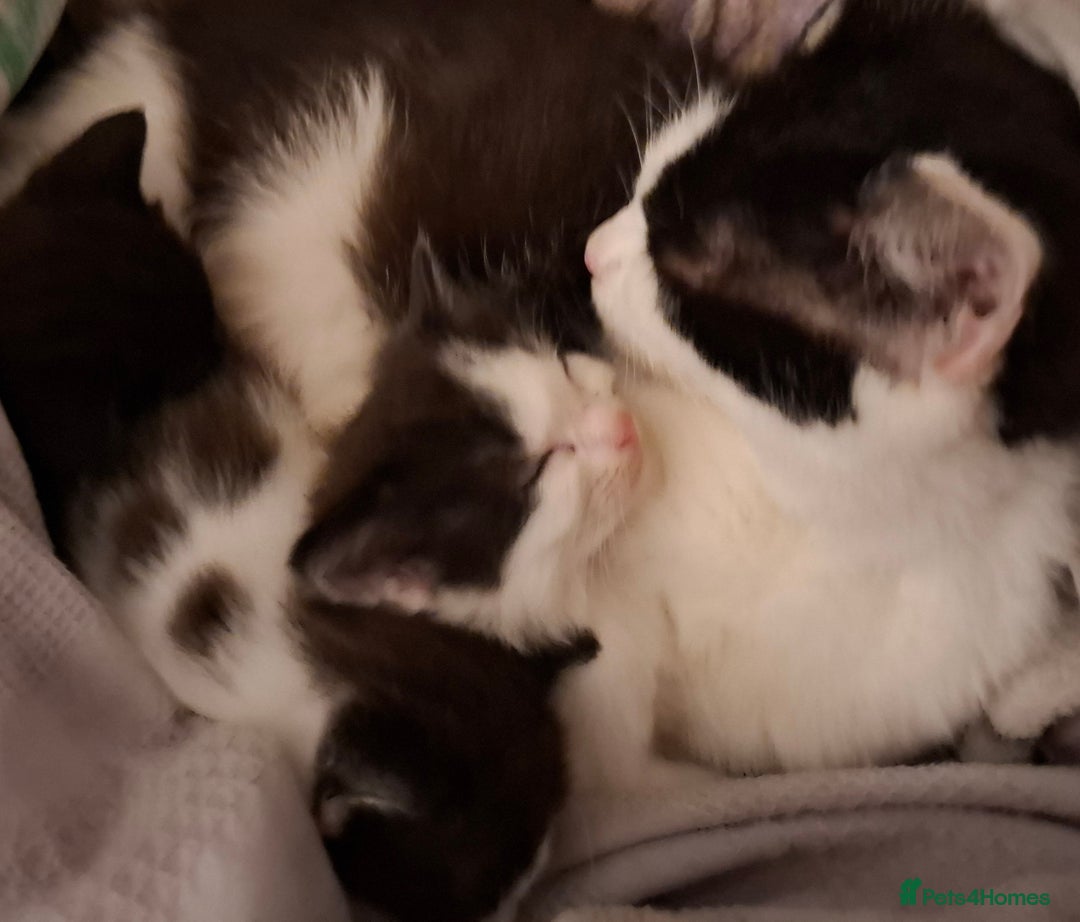 Mixed Breed cats for sale: 3 Kittens awaiting there new family. - Advert 1