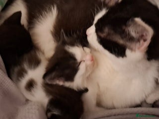 Mixed Breed cats 3 Kittens awaiting there new family. - Advert 1