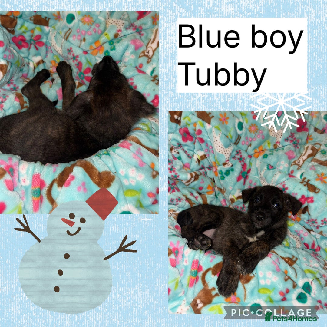 Belgian Shepherd Dog dogs for sale: 🐾 Belgian Malinois x Dutch Herder Puppies 🐾 - Advert 16