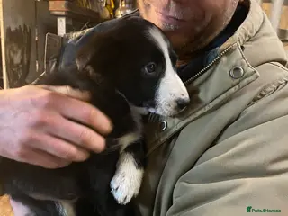 Border Collie dogs Border Collie pups - Advert 3