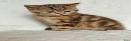 British Shorthair cats for sale: GCCF, BSH kittens from health tested parents  - Advert 21