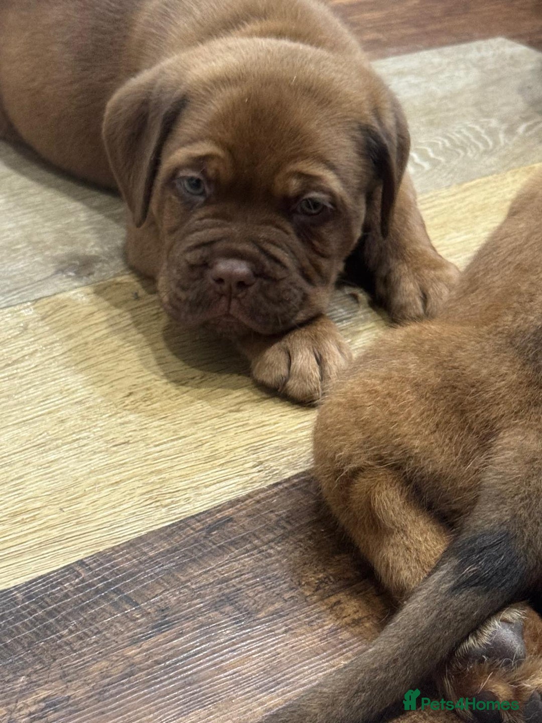 Dogue De Bordeaux dogs for sale: Dogue De Bordeaux Puppies - Image 7