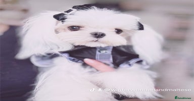 Maltese dogs - Advert 2