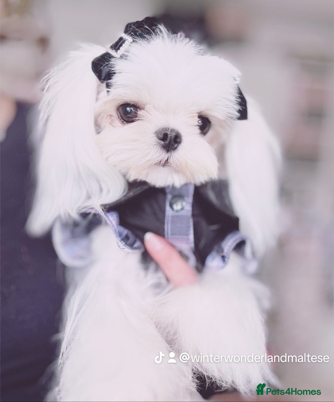 Maltese dogs for sale: 💙Gorgeous Tiny Full Korean Boy KC Reg💙 - Advert 3