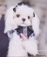 Maltese dogs - Advert 2