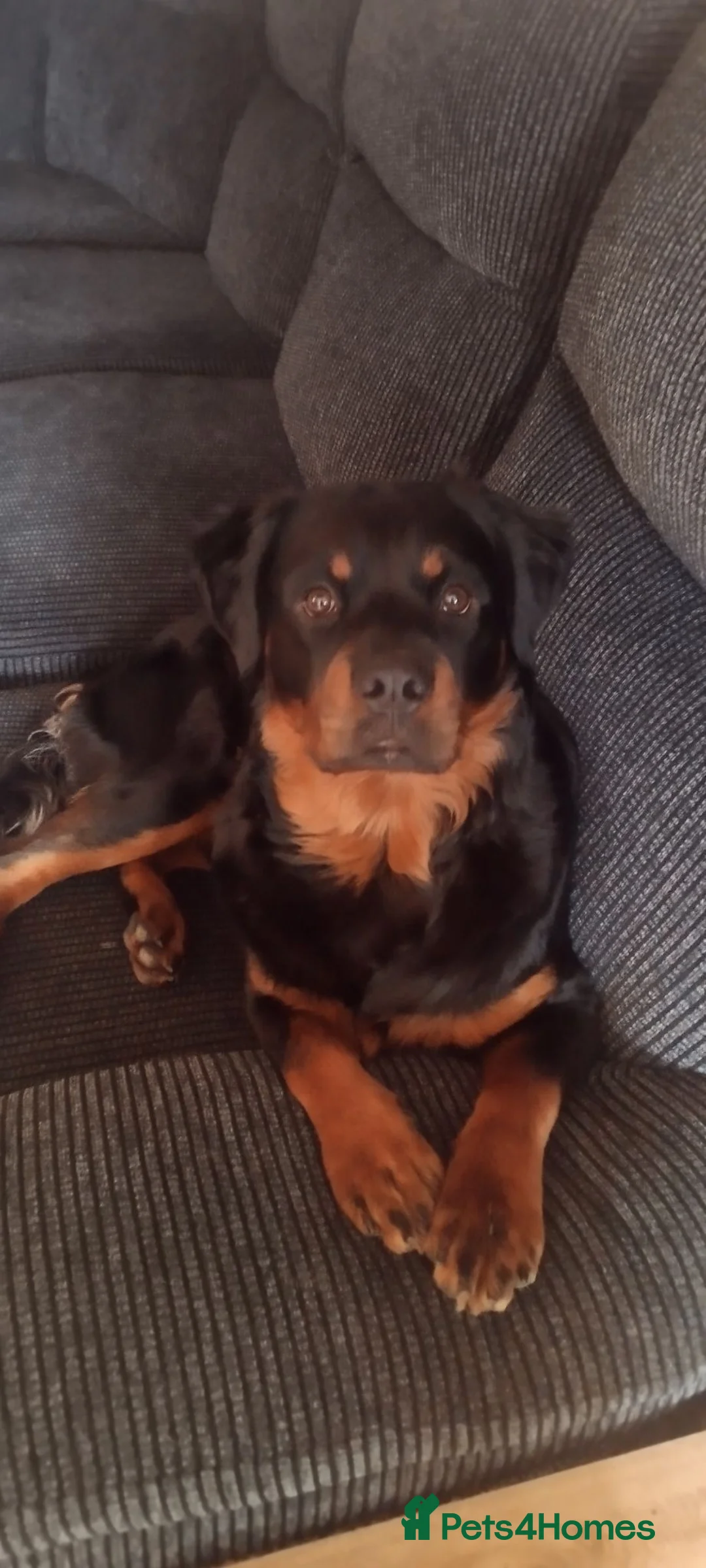 Rottweiler dogs for sale: Rottweiler male one year old  - Advert 6