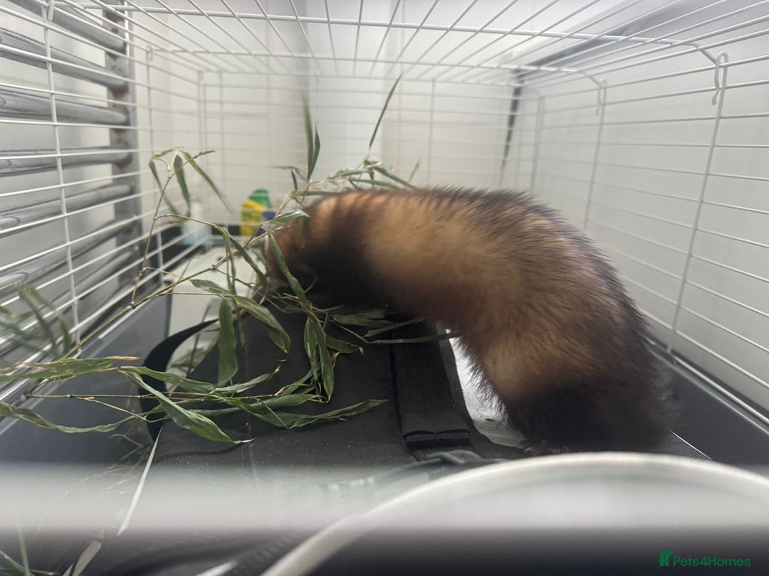 Ferret rodents for sale: ferret jills for sale - Image 11