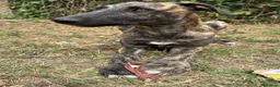 Lurcher dogs for sale: The last 2 lurcher pups.  in Skegness - Advert 12
