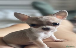 Chihuahua dogs for sale: Chihuahua puppies  - Image 2
