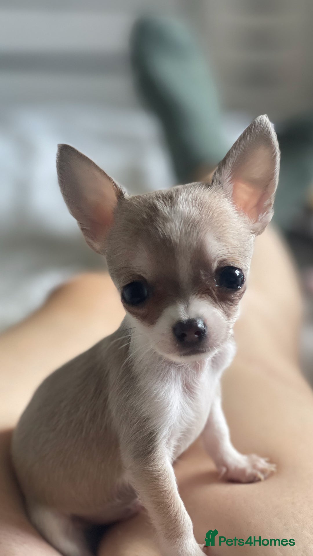 Chihuahua dogs for sale: Chihuahua puppies  - Image 2