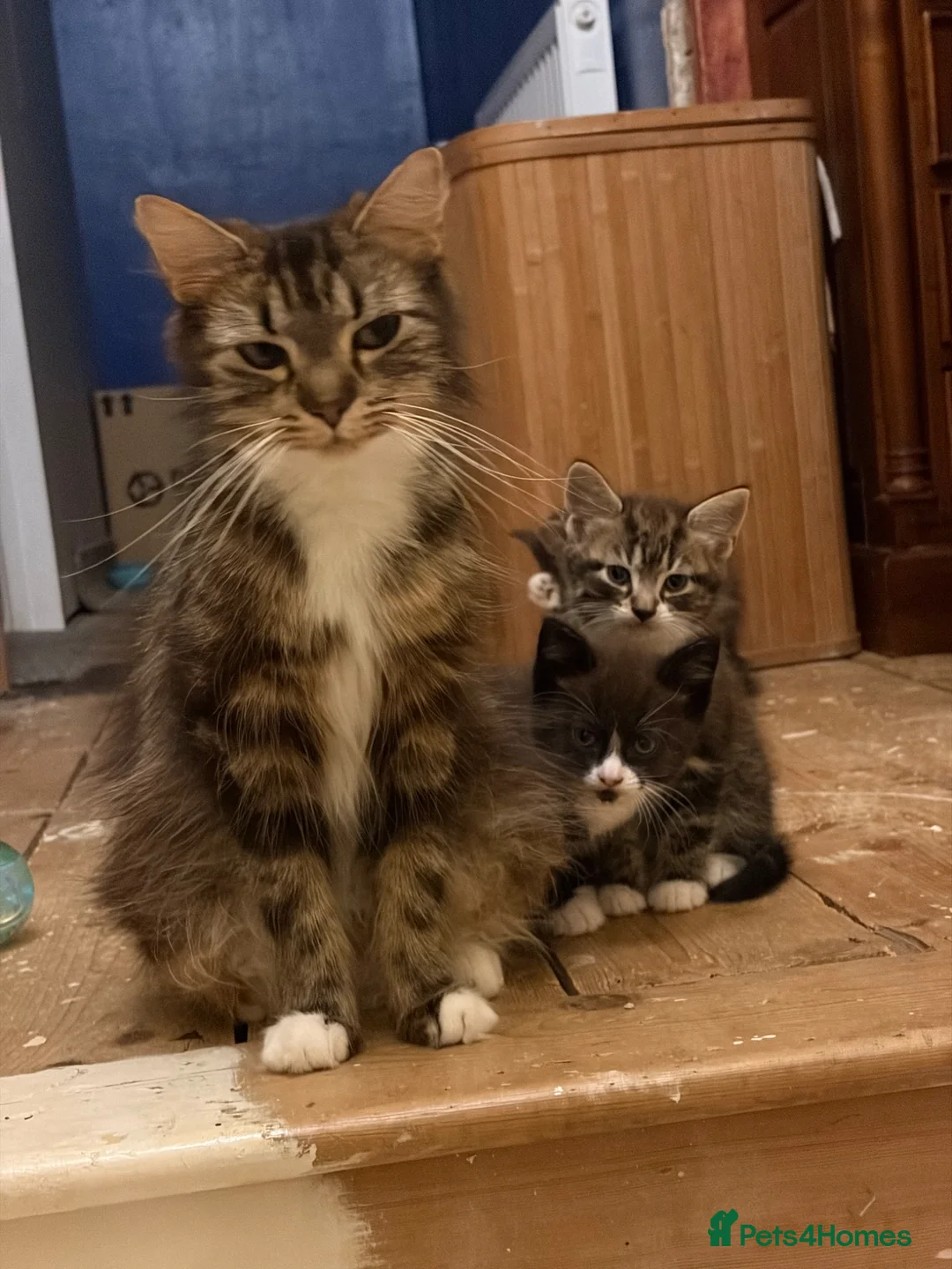 Mixed Breed cats for sale: 3 x kittens for sale in Colchester - Advert 4