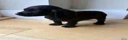 Cocker Spaniel dogs for sale: Cocker Spainel puppies  - Advert 4