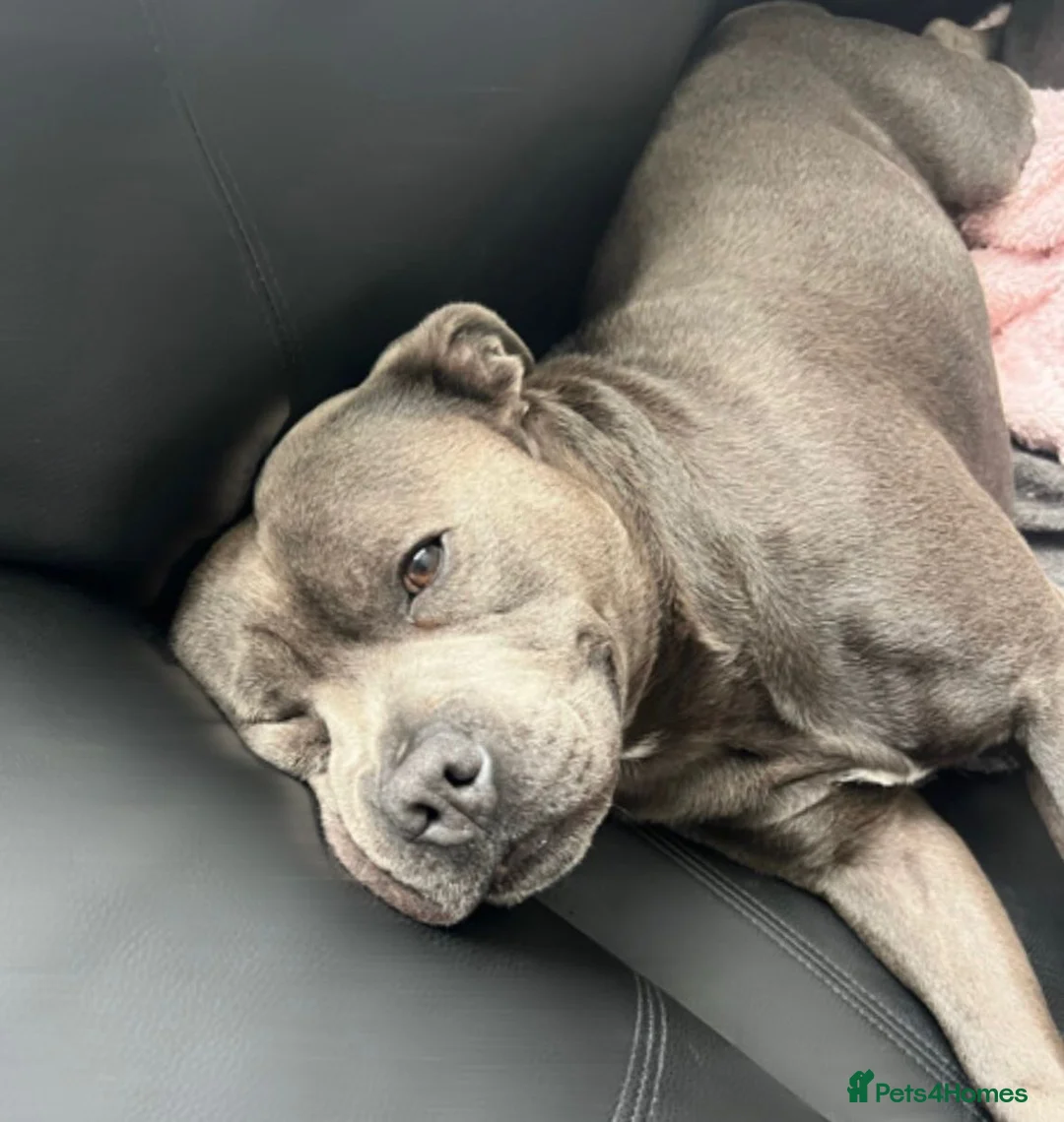 Staffordshire Bull Terrier dogs for sale: Blue Staffordshire bull terrier puppies in Luton - Advert 9