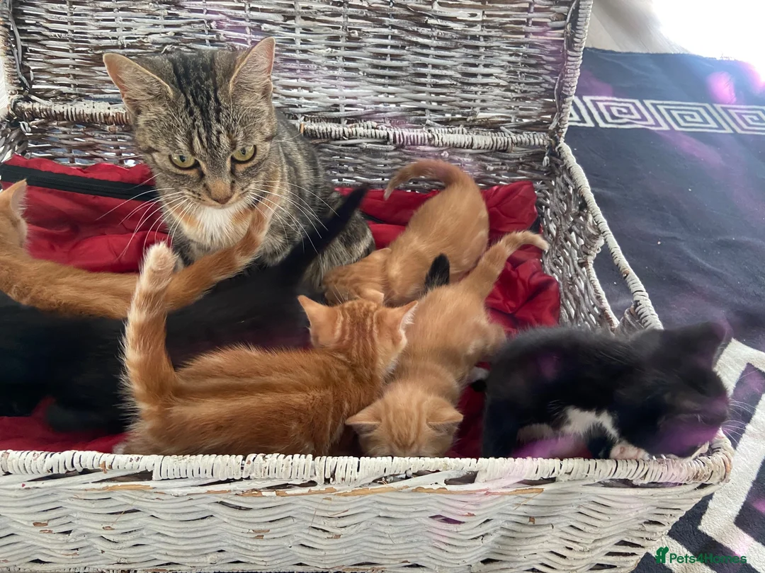 Mixed Breed cats for sale: Kittens looking for forever homes in Wallingford - Advert 1