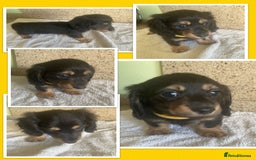 Miniature Dachshund dogs for sale: ADORABLE MINIATURE DACHSHUND PUPPIES - Image 10