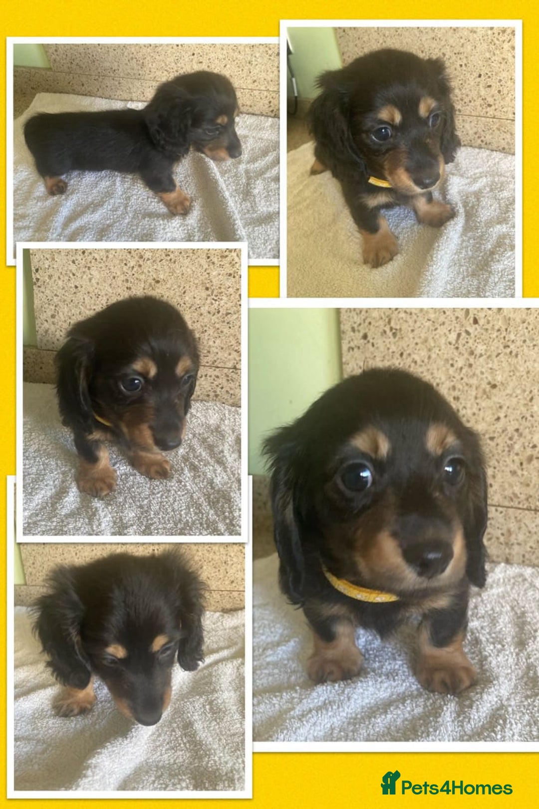 Miniature Dachshund dogs for sale: ADORABLE MINIATURE DACHSHUND PUPPIES - Image 10