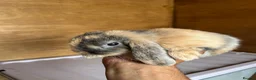 Dwarf Lop rabbits for sale: Mini Dwalf lop bunnies  - Advert 4
