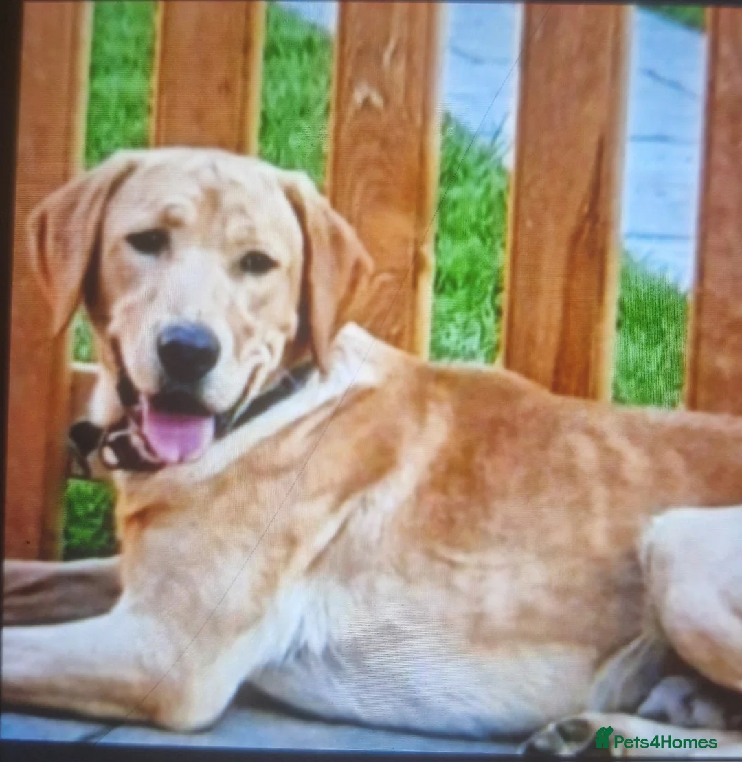 Labrador Retriever dogs for stud: Experienced KC health tested labrador stud  - Advert 2