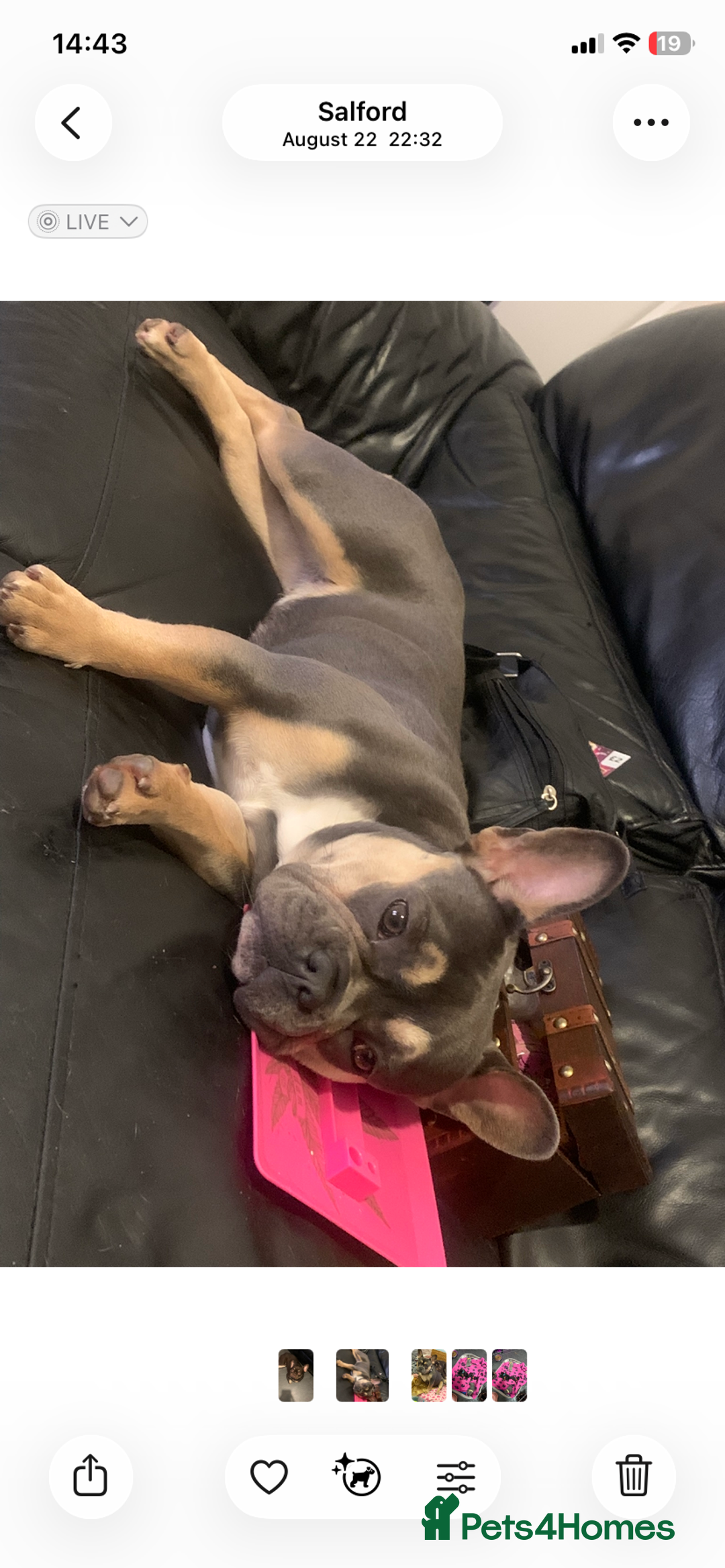 French Bulldog dogs for sale: French bulldog - Advert 4