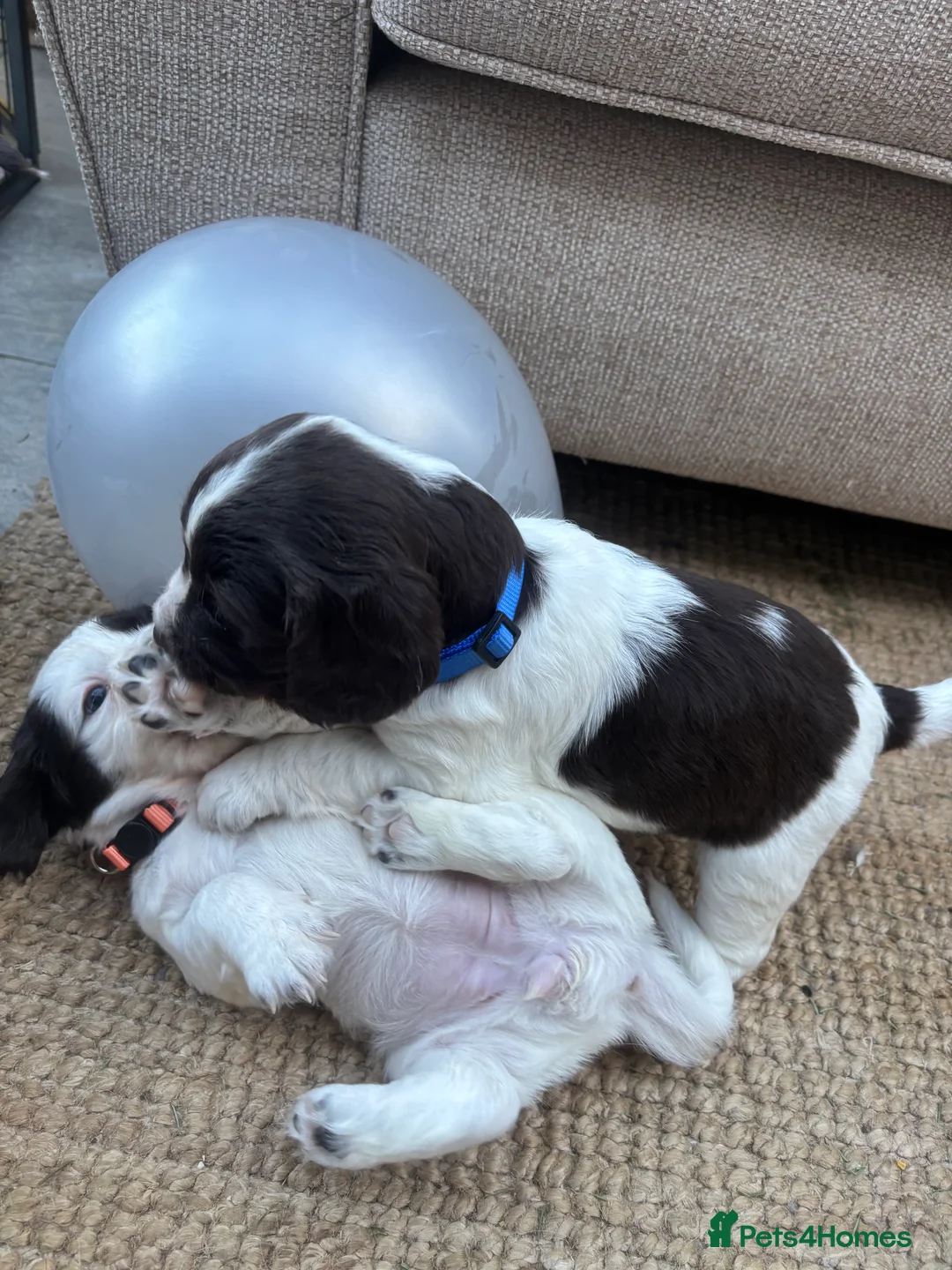 Sprocker dogs for sale: Chocolate and white Sprocker Puppies - Advert 11