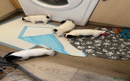 Jack Russell dogs for sale: Jack Russell pups  - Image 8