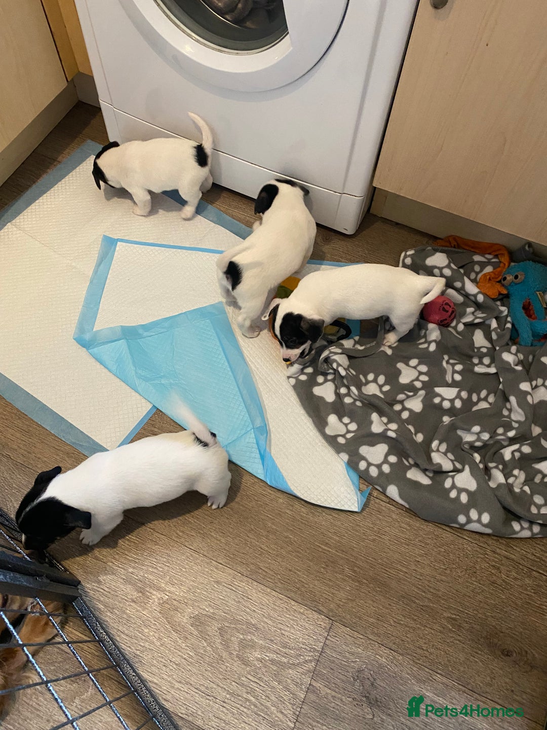 Jack Russell dogs for sale: Jack Russell pups  - Image 8