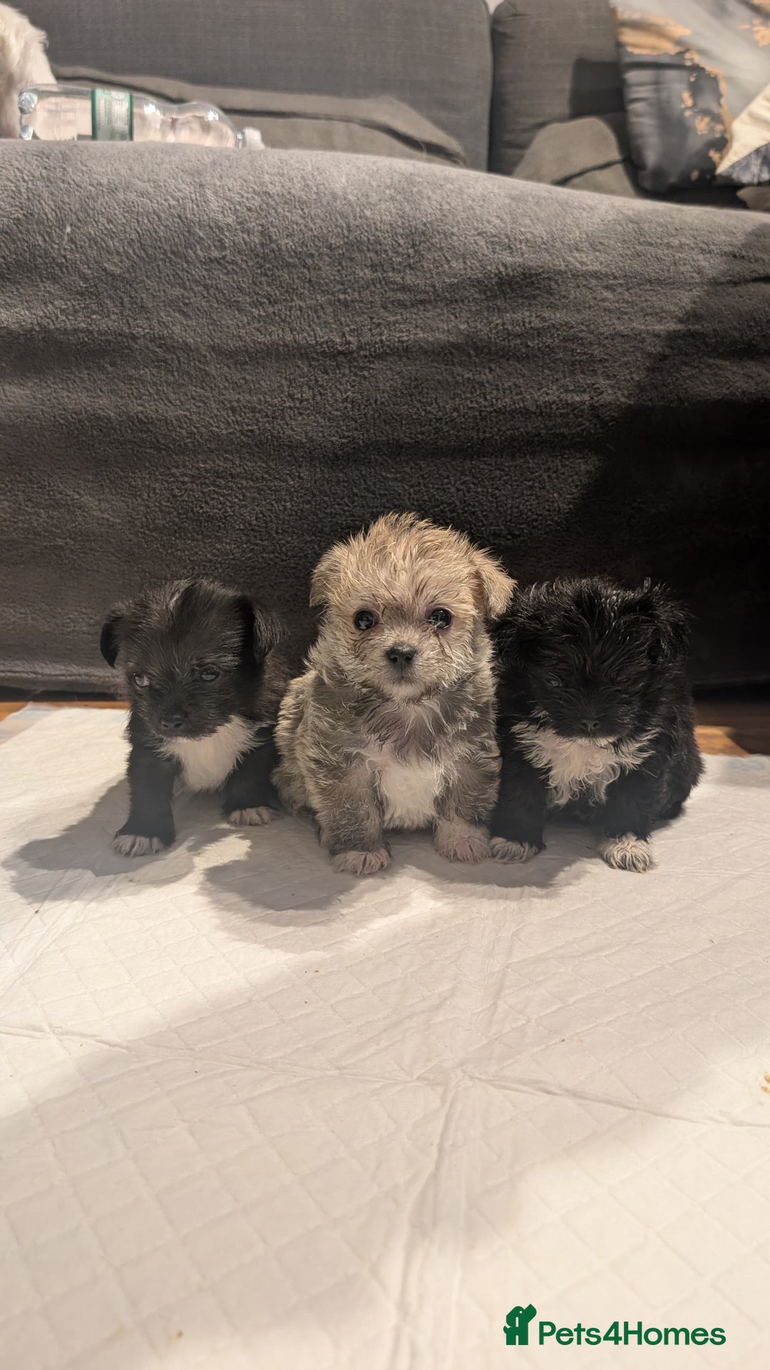 Mixed Breed dogs for sale: Malchi Puppies Looking for Their Forever Homes  - Image 15