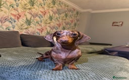 Miniature Dachshund dogs for sale: 2 male 1 female Miniature Dachshund  - Advert 1