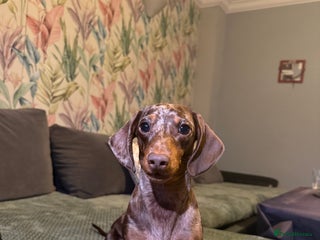 Miniature Dachshund dogs for sale: 2 male 1 female Miniature Dachshund - Advert 1