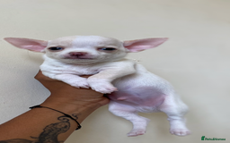 Chihuahua dogs for sale: ❤️Health tested tiny Chihuahua puppies❤️ - Image 9
