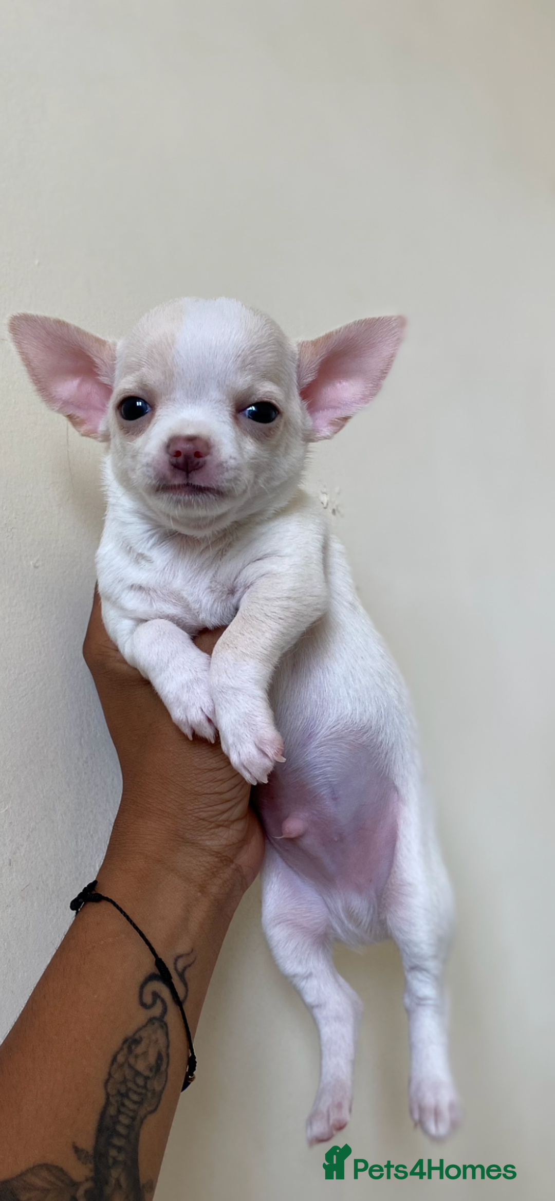 Chihuahua dogs for sale: ❤️Health tested tiny Chihuahua puppies❤️ - Image 9