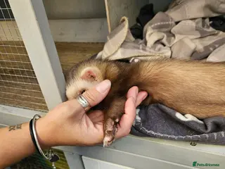 Ferret rodents Two male ferrets - Advert 1