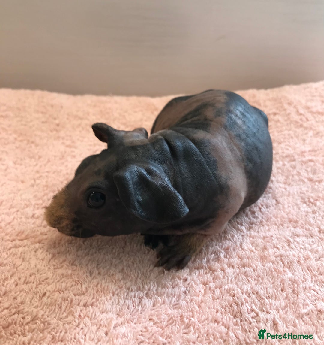 Guinea Pig rodents for sale: Skinny Boar - Werewolf Sow - Sow & Daughter Tweed  - Image 1