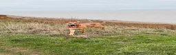 Mixed Breed dogs for sale: Bruno - 2YO Mastiff mix - Advert 6
