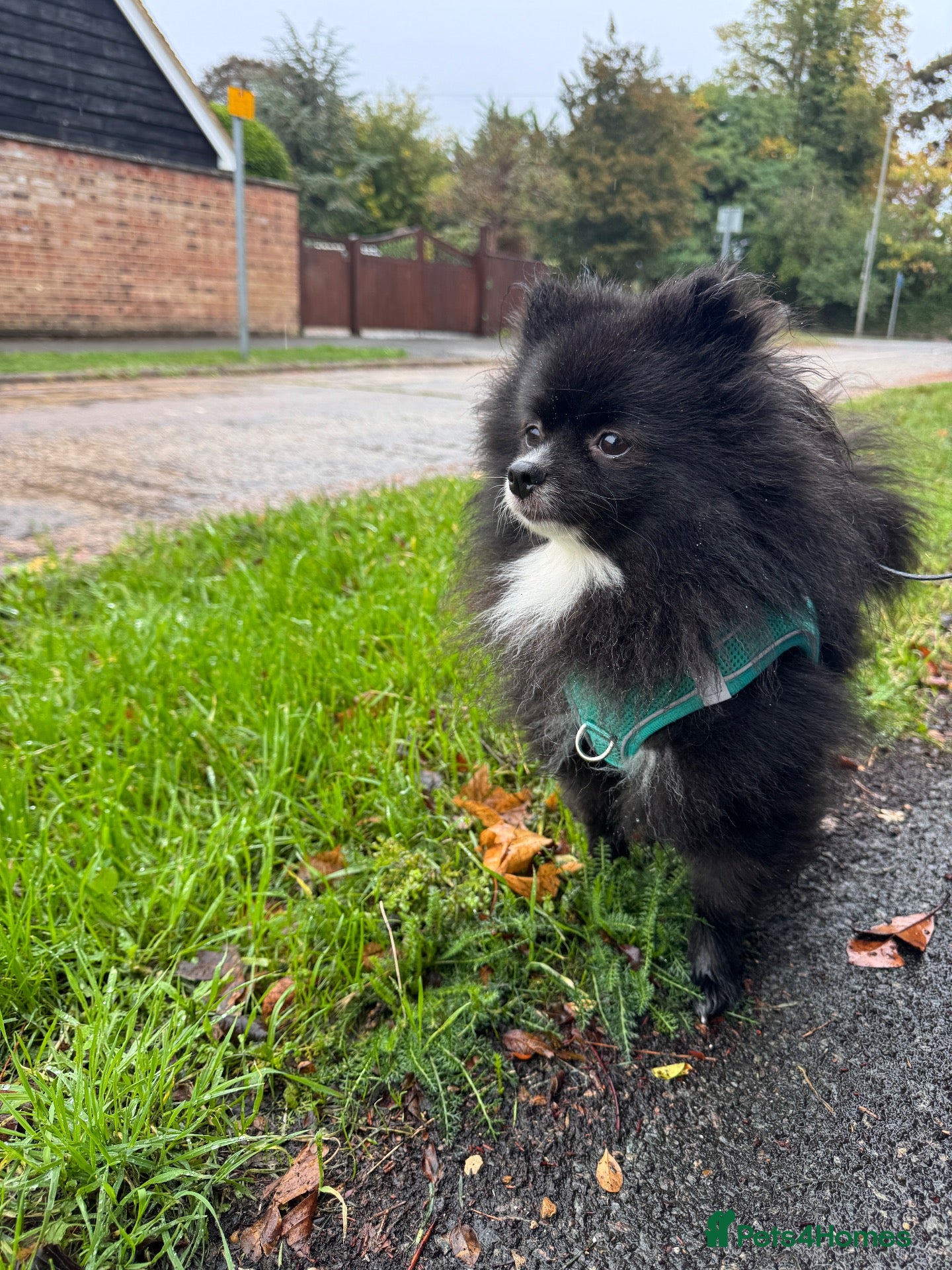 Pomeranian dogs Lola- 2 year old Pomeranian  - Advert 20