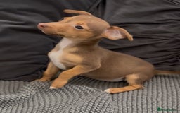 Jack Russell dogs for sale: ❤️Beautiful Jackrussels❤️ - Image 6