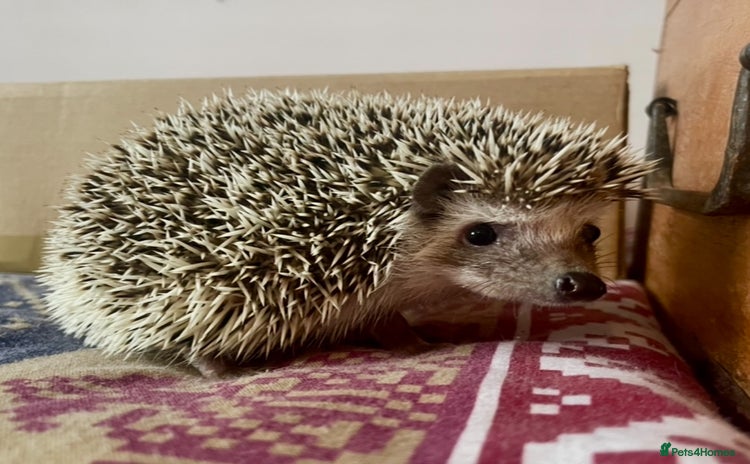 Pygmy Hedgehog rodents - Advert 8
