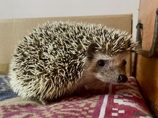 Pygmy Hedgehog rodents - Advert 10