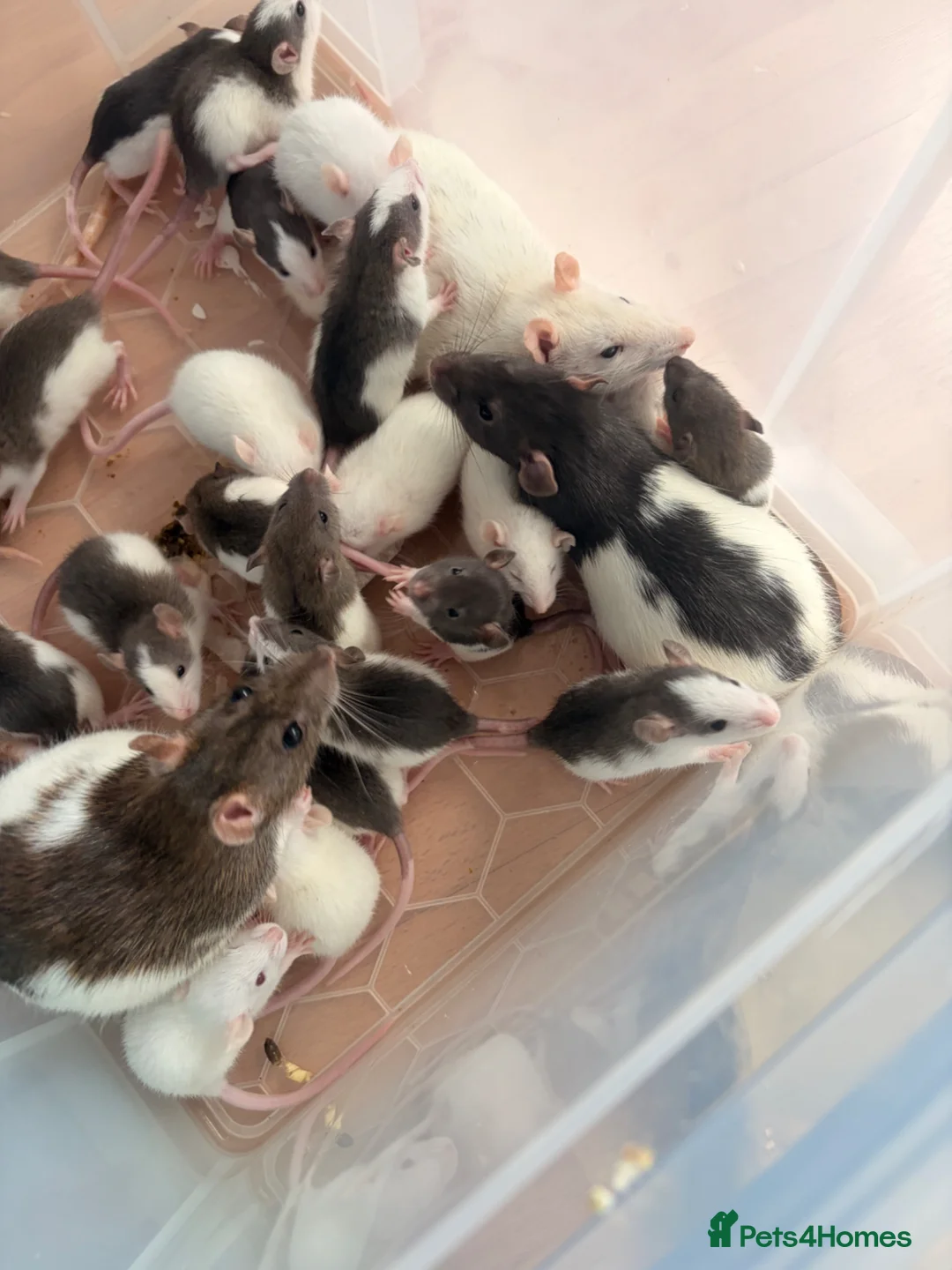Rat rodents for sale: Beautiful rats for sale  - Advert 5