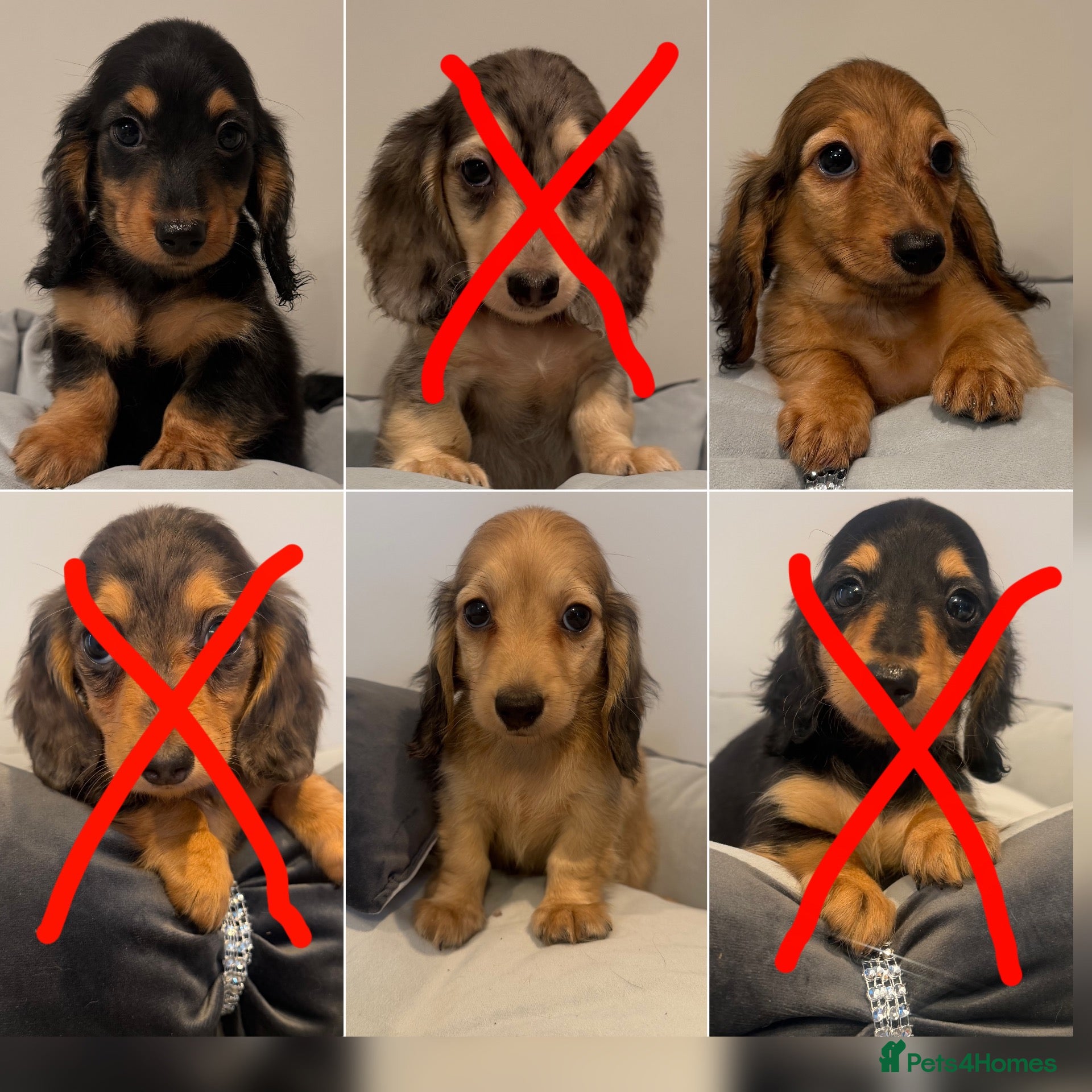 Miniature Dachshund dogs Ready now KC reg puppies boys & girls - Advert 10