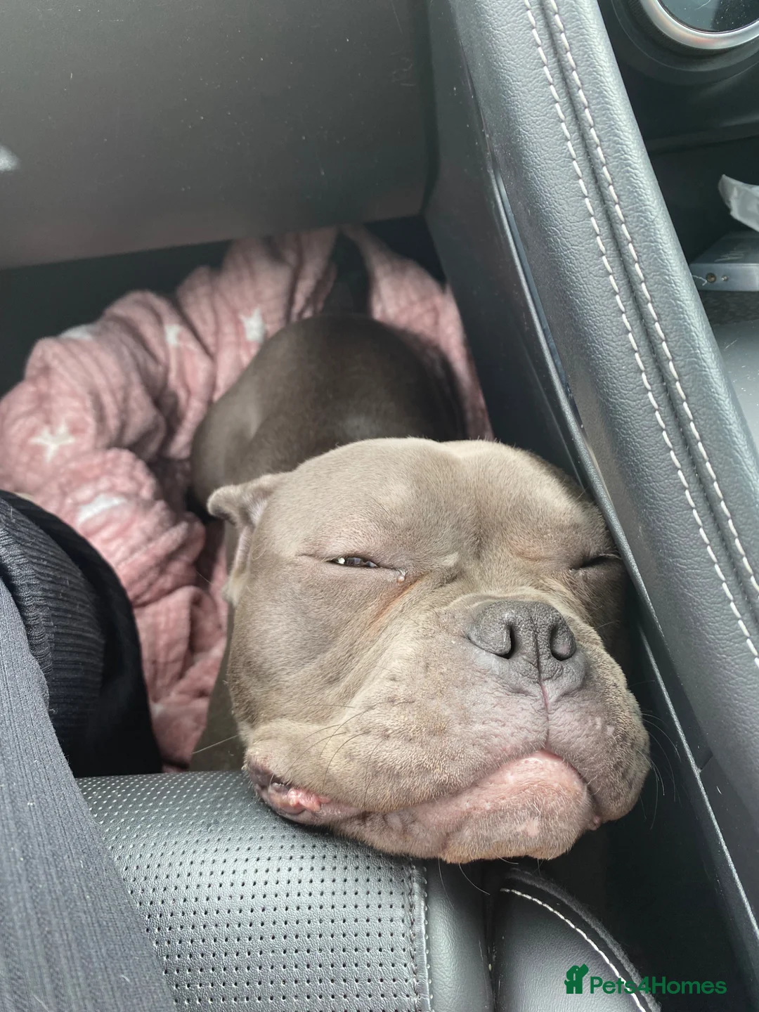 Mixed Breed dogs for sale: Frenchbulldog cross Pocket Bully  - Advert 1