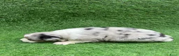 Australian Shepherd dogs for sale: Australian Shepherd Puppies  - Advert 37