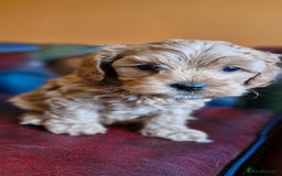 Cavapoo dogs for sale: Gorgeous f1b Cavapoo puppys.Health tested parents  - Image 17