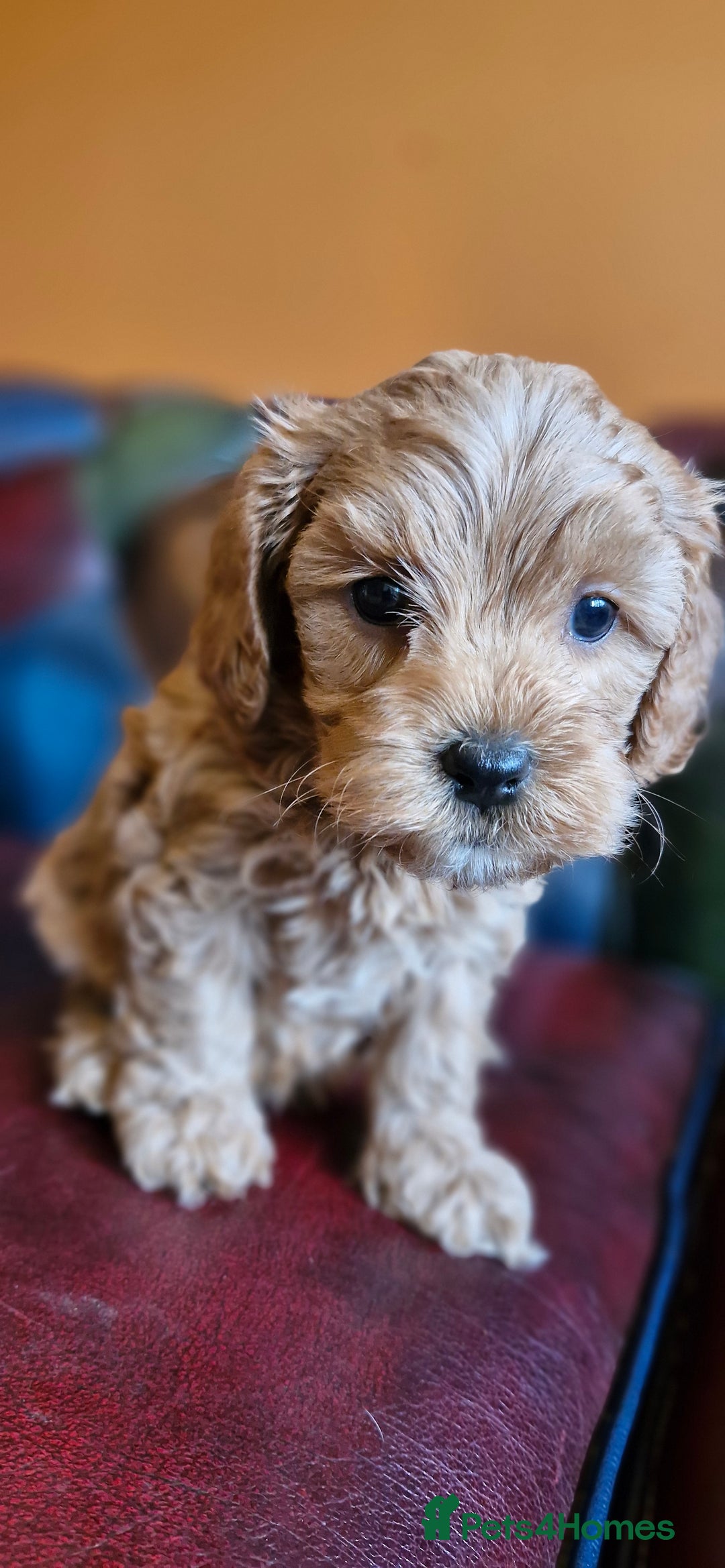Cavapoo dogs for sale: Gorgeous f1b Cavapoo puppys.Health tested parents  - Image 17