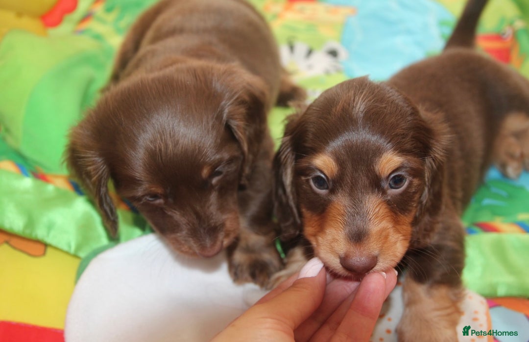 Miniature Dachshund dogs for sale: Top quality long haired miniature dachshunds - Image 9