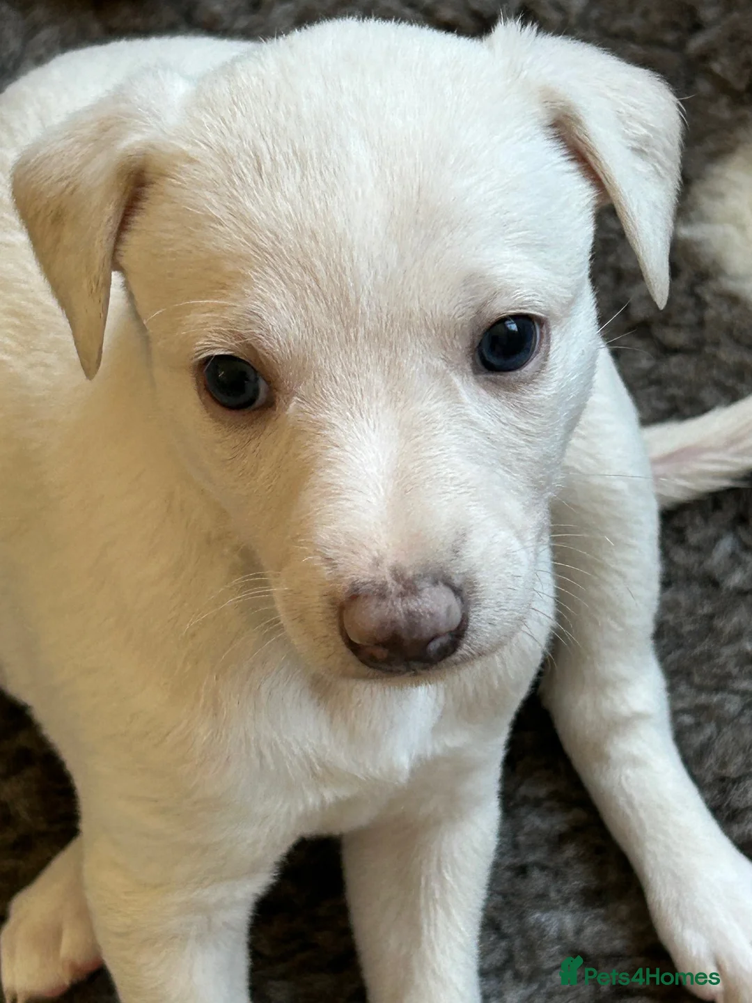 Whippet dogs for sale: Whippet lurcher pups - Advert 8