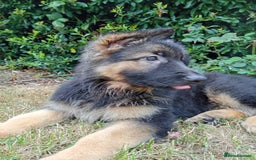 German Shepherd dogs for sale: KC German Shepherd  - Image 6