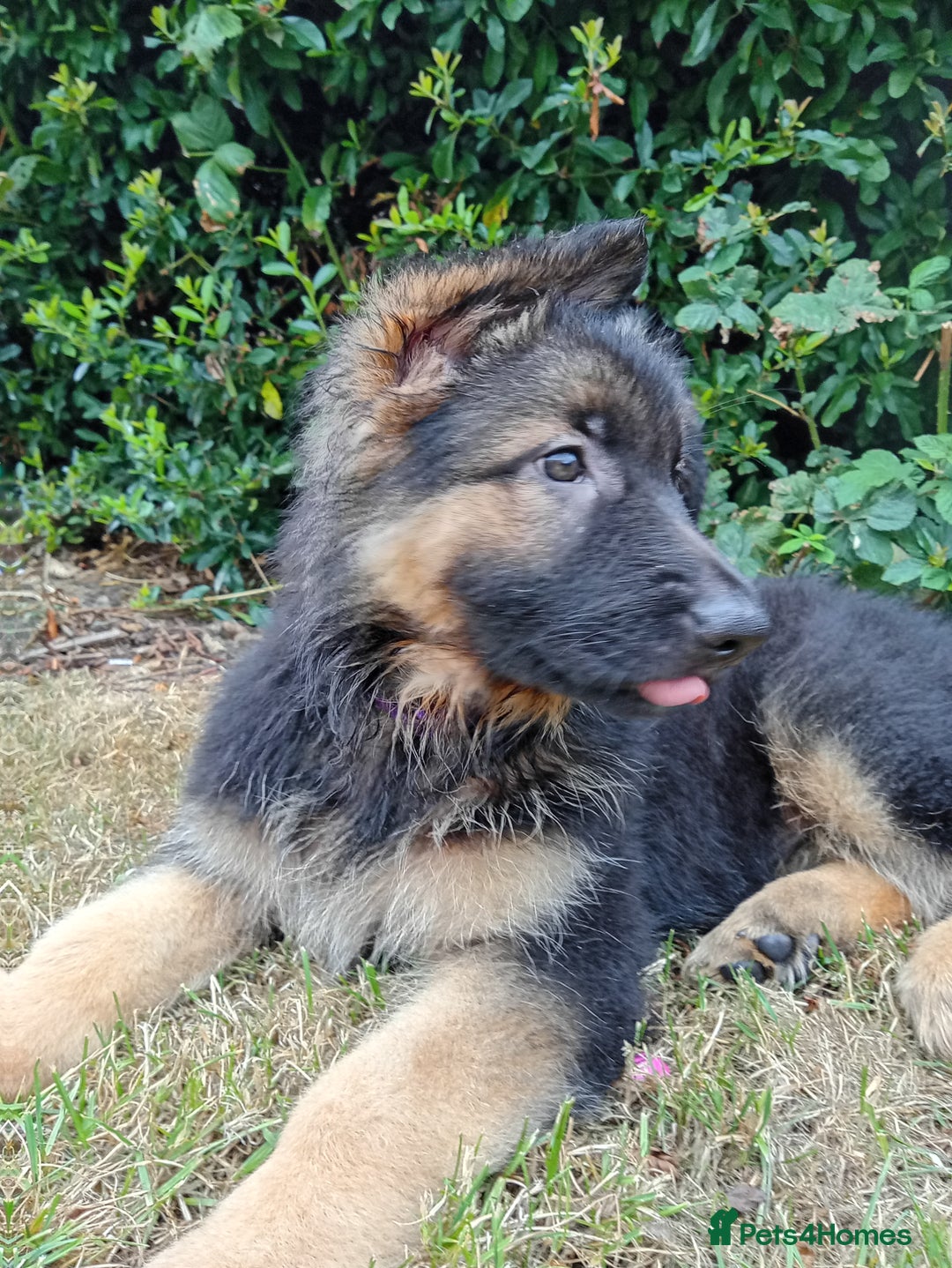 German Shepherd dogs for sale: KC German Shepherd  - Image 6